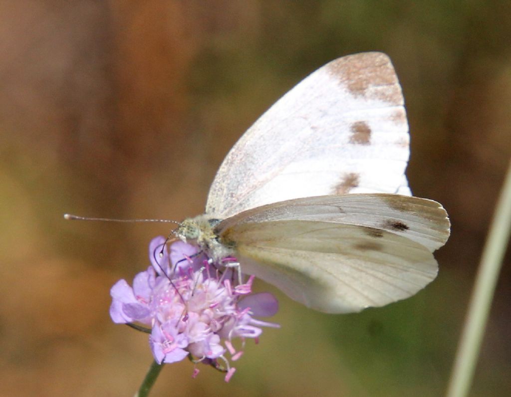 Pieris mannii? No, Pieris napi